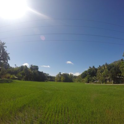 Reisfelder schön grün