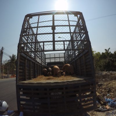 Schweinetransport aus GoPro Sicht