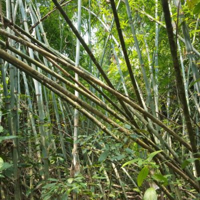 Goiler Bambus