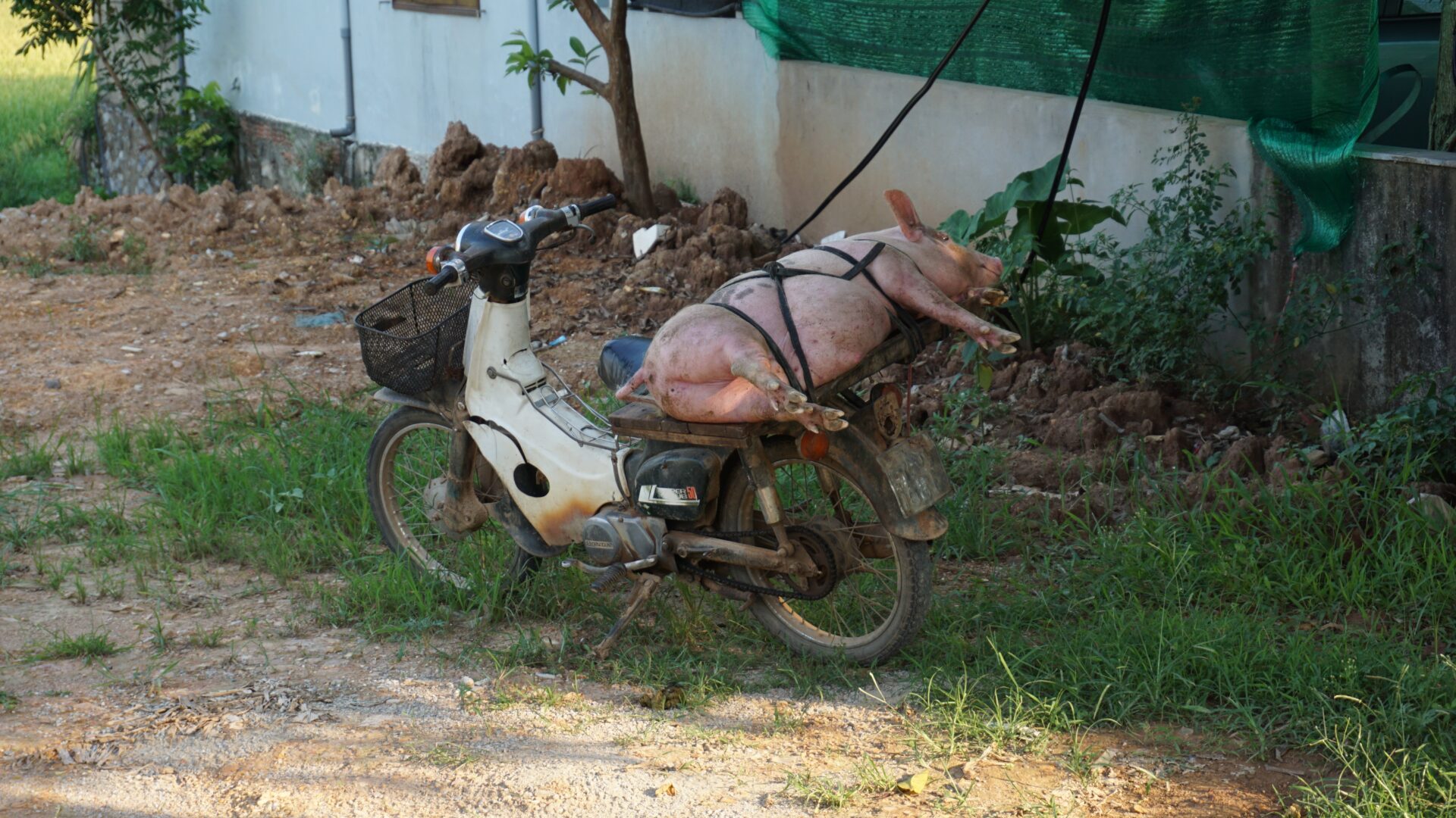 Schweinetransport auf Vietnam
