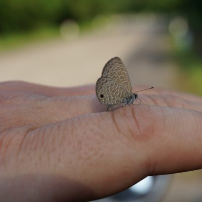 Handzahmer Mini Schmetterling