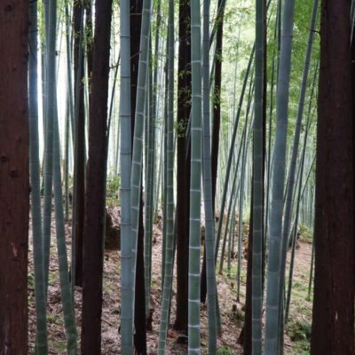 Kleiner Bambuswald am Tempel