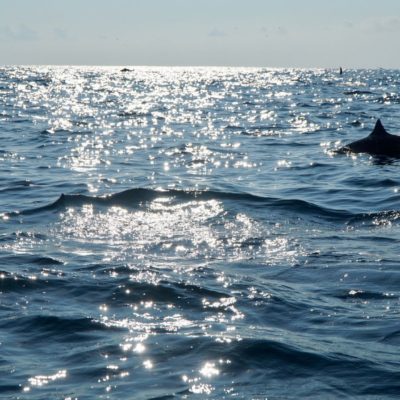 Delfine in der Sonne