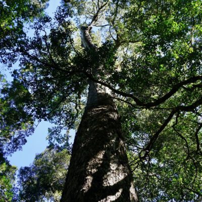 Der BIG TREE von Storms River. 1000 Jahre alt soll der Kollege sein. Ein echtes Prachtstück 