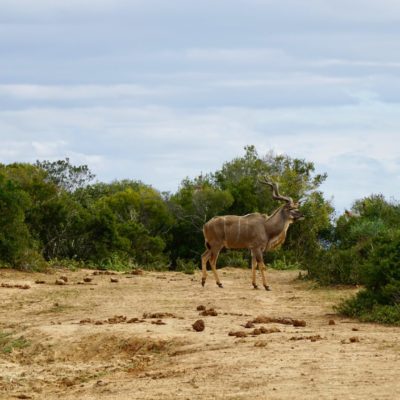 Ein Kudu 