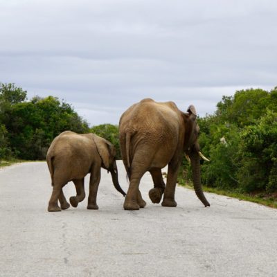 Achtung, Elefanten kreuzen