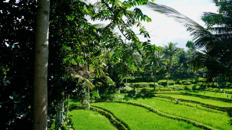 Reisetag von Kuta ( Lombok ) nach Tetebatu