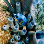 Tauchen und Schnorcheln am Mike's Point / Tanjung Parigi