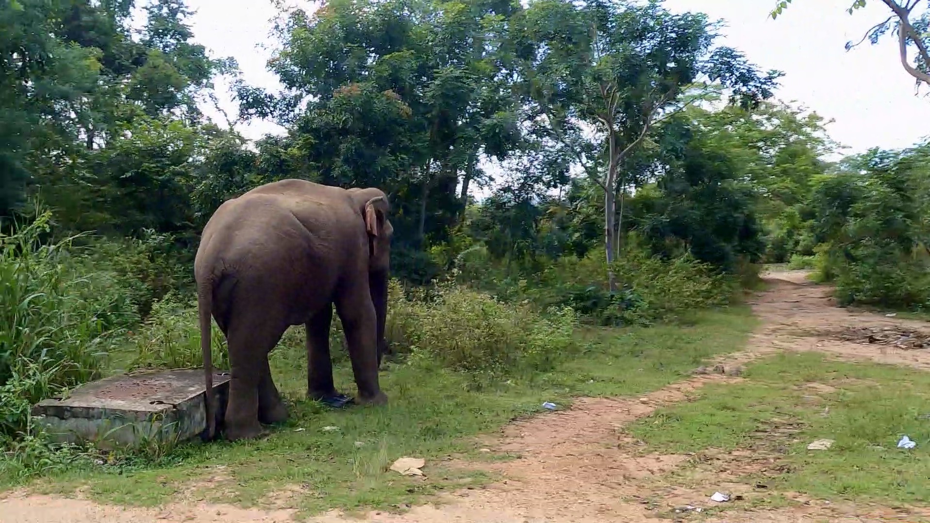 Unsere ersten wilden Elefanten in Sri Lanka ( Video )